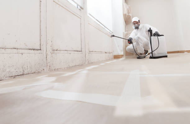 Black mold remediation team in New Braunfels