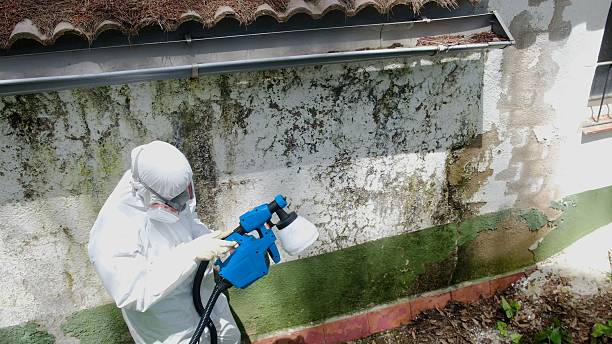 Mold Removal service in New Braunfels
